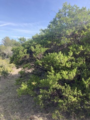 Arctostaphylos densiflora
