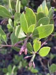 Arctostaphylos densiflora