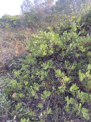 Arctostaphylos densiflora