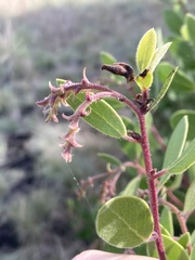 Arctostaphylos bakeri bakeri