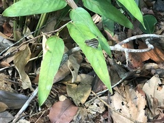 Magneuptychia
