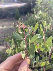 Arctostaphylos bakeri bakeri