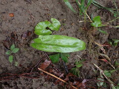 Erythronium revolutum
