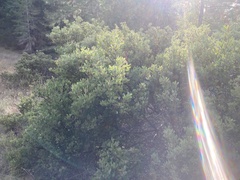 Arctostaphylos bakeri bakeri