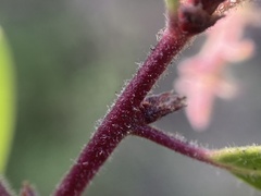 Arctostaphylos bakeri bakeri