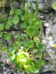 Umbilicus rupestris