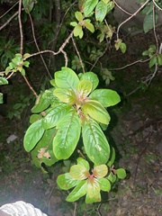 Cinchonoideae
