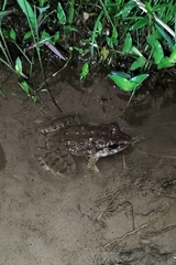 Limnonectes macrodon