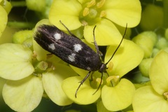 Parascythris muelleri