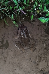 Limnonectes macrodon