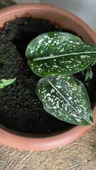 Dieffenbachia seguine