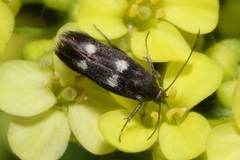 Parascythris muelleri