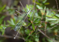 Rhadinosticta simplex