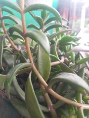 Nematanthus