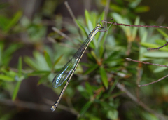 Rhadinosticta simplex