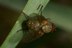 Phaoniinae