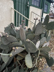 Opuntia orbiculata