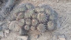 Copiapoa coquimbana