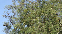 Libidibia paraguariensis