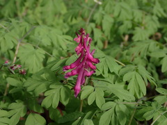 Corydalis scouleri