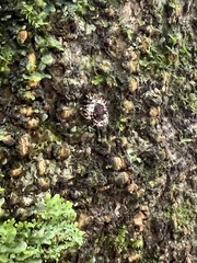 Curinus coeruleus