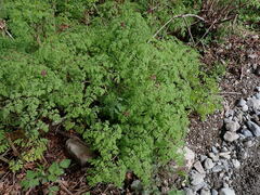 Corydalis scouleri