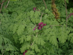 Corydalis scouleri