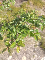 Nothofagus pumilio