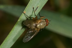 Phaoniinae