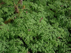 Corydalis scouleri