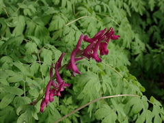 Corydalis scouleri
