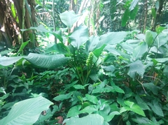 Goeppertia cylindrica