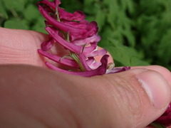 Corydalis scouleri