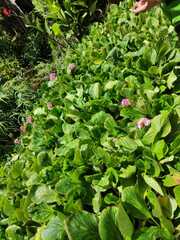Bergenia