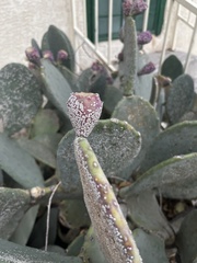 Opuntia orbiculata