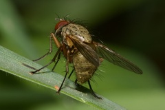 Phaoniinae