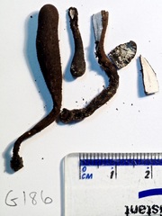 Xylaria longipes