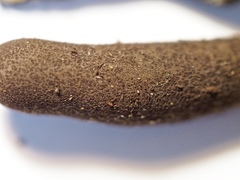 Xylaria longipes