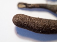 Xylaria longipes