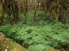 Corydalis scouleri