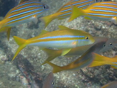 Mulloidichthys dentatus