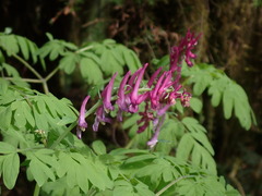 Corydalis scouleri