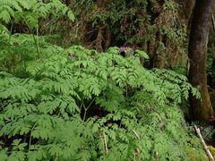 Corydalis scouleri