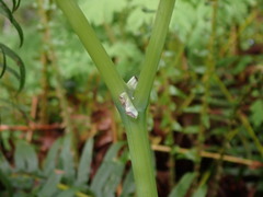 Corydalis scouleri