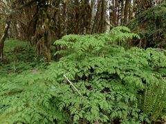 Corydalis scouleri