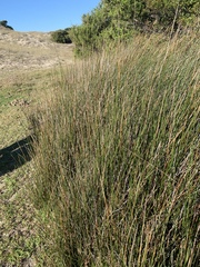 Juncus roemerianus
