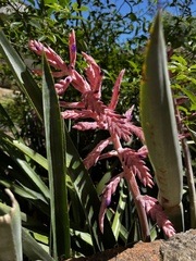 Aechmea distichantha