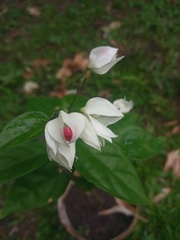 Clerodendrum