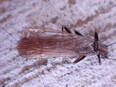 Perlodinae