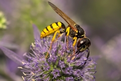 Philanthus triangulum